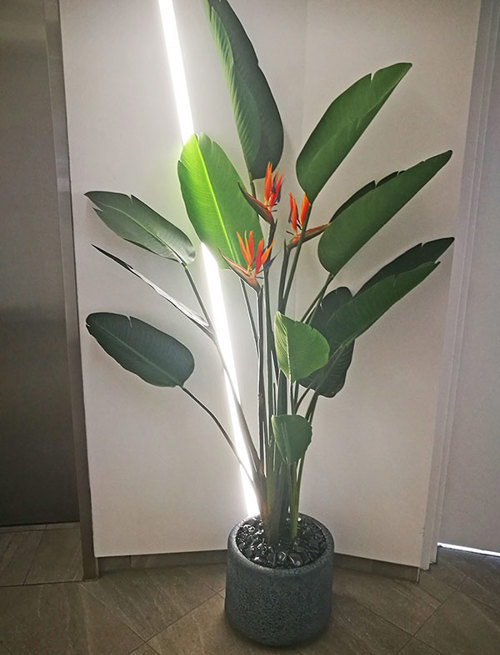 Plants for apartment foyers