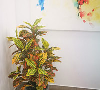 Plants for apartment foyers