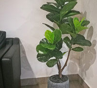 Plants for apartment foyers