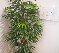 Plants for apartment foyers