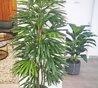 Plants for apartment foyers