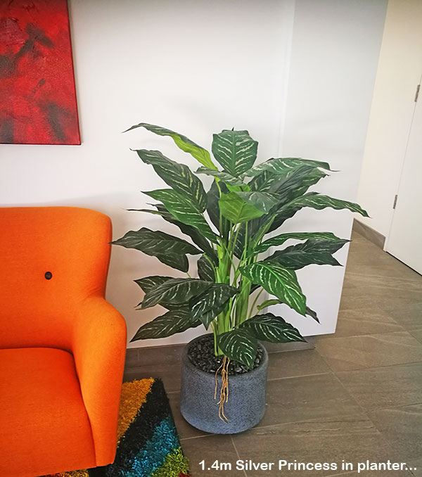 Plants for apartment foyers image 7