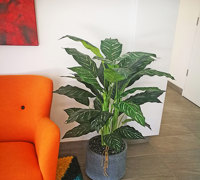Plants for apartment foyers