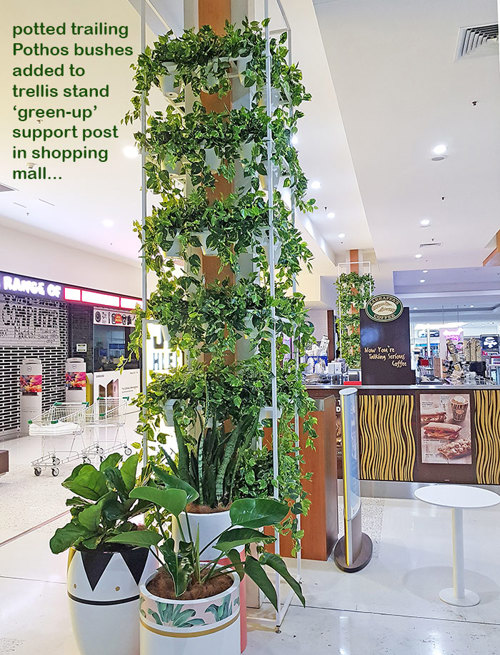 Greenery Trellis in mall freshens-up food court...