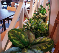 Before & After Shots...... low Planters 2