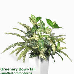 Greenery Bowls- spotted Croton & Fern mix - artificial plants, flowers & trees - image 1
