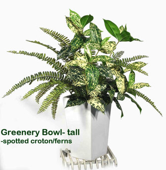 Greenery Bowls- spotted Croton & Fern mix