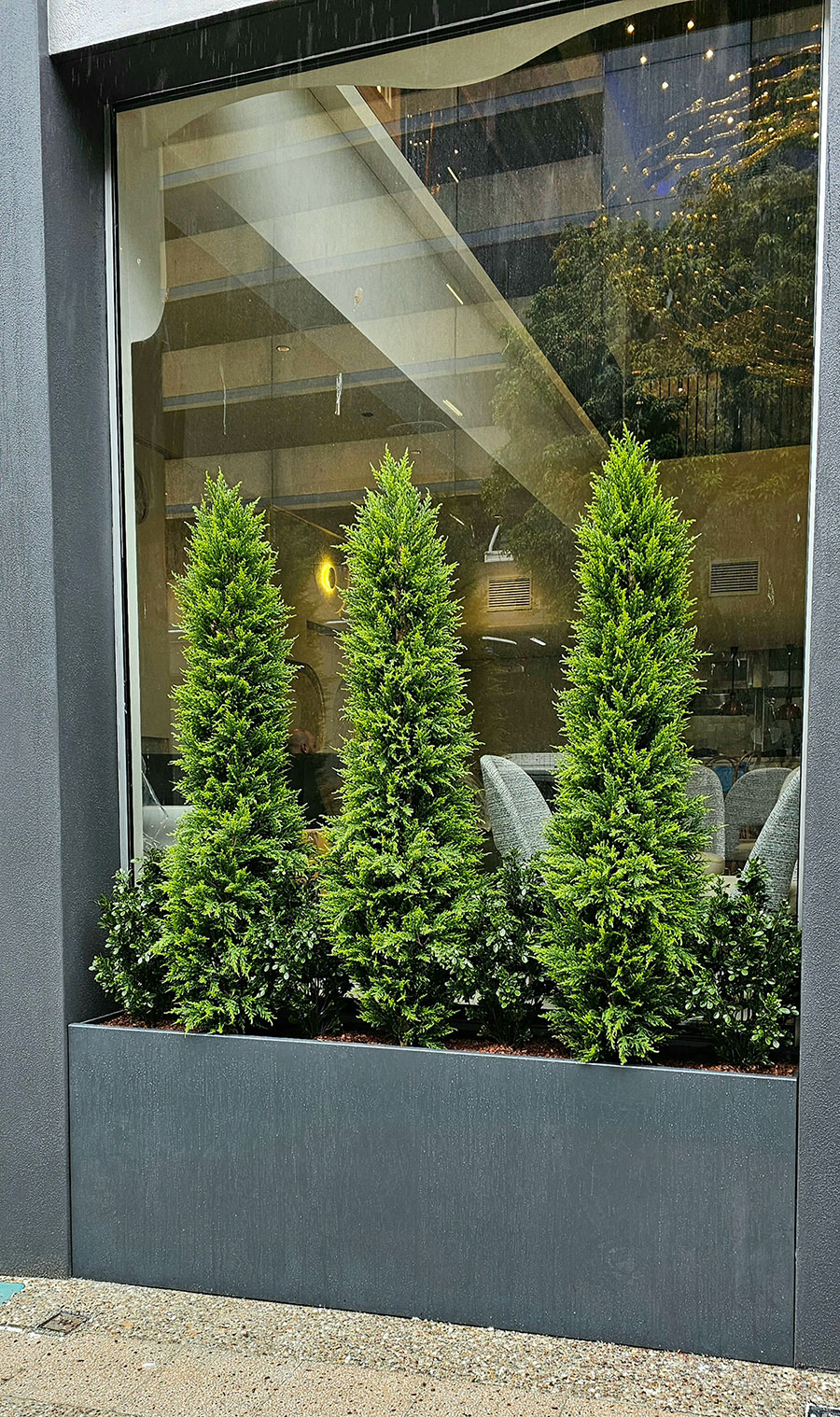Cypress Pine [indoor] 1.5m