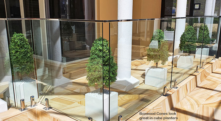 Boxwood Cone 90cm UV