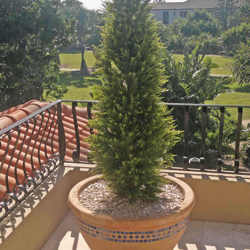 Cypress Pine 2.1M - artificial plants, flowers & trees - image 2