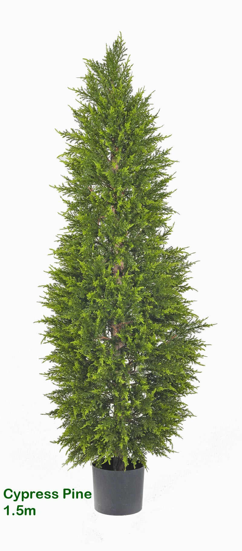 Cypress Pine 1.5M