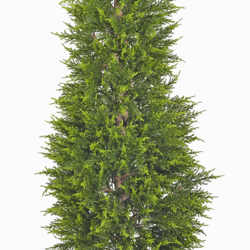 Cypress Pine [indoor] 1.5m - artificial plants, flowers & trees - image 2