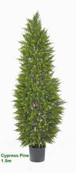 Cypress Pine [indoor] 1.5m