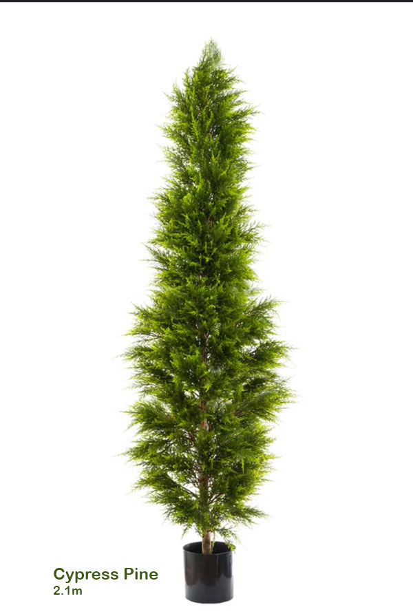 Cypress Pine [indoor]  2.1m