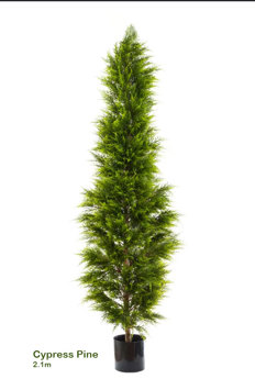Cypress Pine [indoor]  2.1m