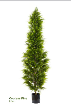 Cypress Pine [indoor]  2.1m