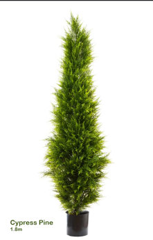 Cypress Pine [indoor] 1.8m