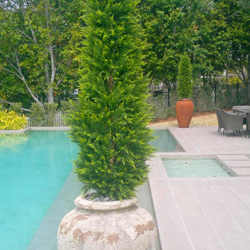 Cypress Pine 2.1M - artificial plants, flowers & trees - image 5