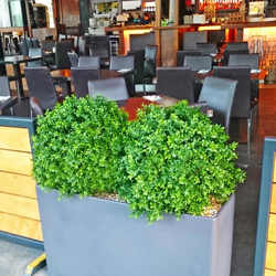 Boxwood Topiary 55cm UV - artificial plants, flowers & trees - image 4