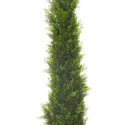Pencil Pine 1.8m UV - artificial plants, flowers & trees - image 10