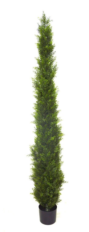 Articial Plants - Pencil Pine 1.8m UV