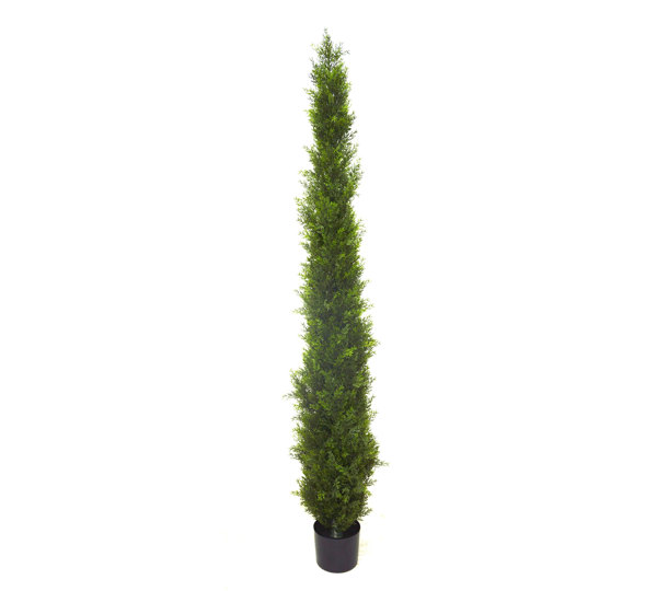 Pencil Pine 1.8m UV