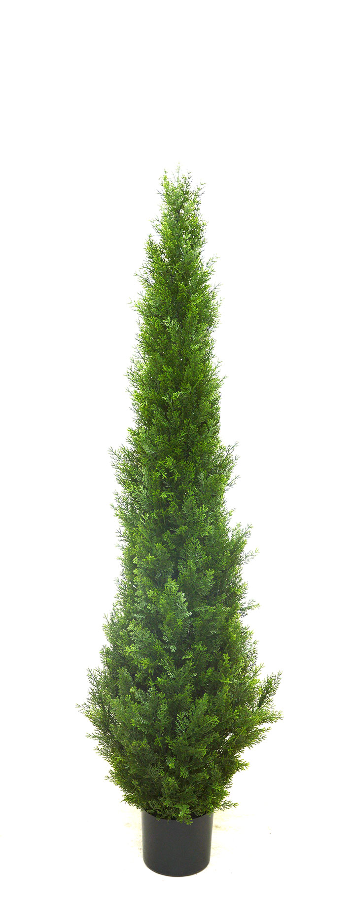 Cypress Pine UV 1.5m 