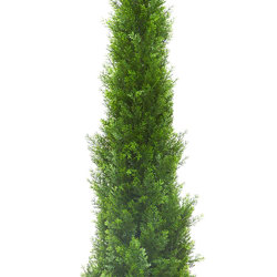 Cypress Pine UV 1.5m  - artificial plants, flowers & trees - image 5