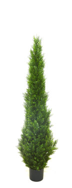 Cypress Pine UV 1.5m 