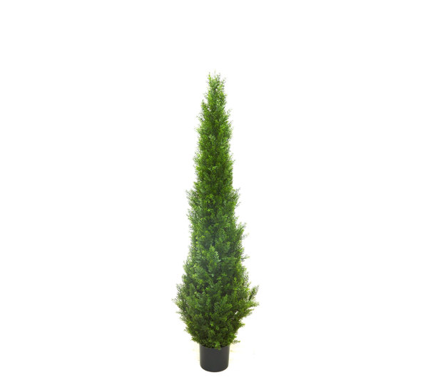 Cypress Pine UV 1.5m