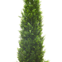 Cypress Pine UV 1.5m  - artificial plants, flowers & trees - image 4