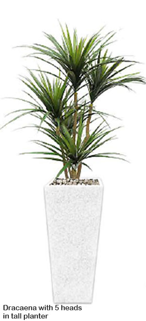 Dracaena- mini-yucca 1.5m with 6 heads