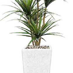 Draceana- marginata 1.2m x4 heads - artificial plants, flowers & trees - image 4