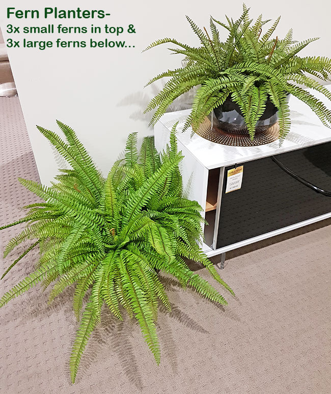 Fish-bone Ferns [large]