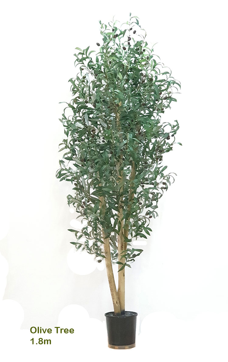 Olive Tree 1.8m