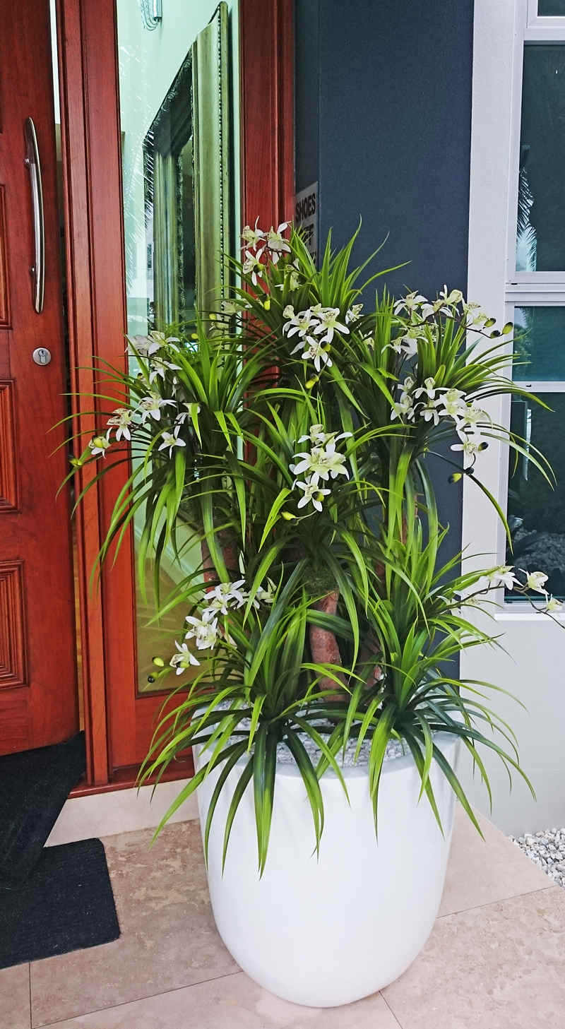 Orchid Trees 1m sml