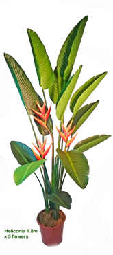 Heliconia Palms- Flowering 1.6m with 2 flowers