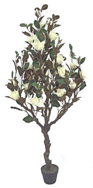 Magnolia Tree - flowering 1.6m