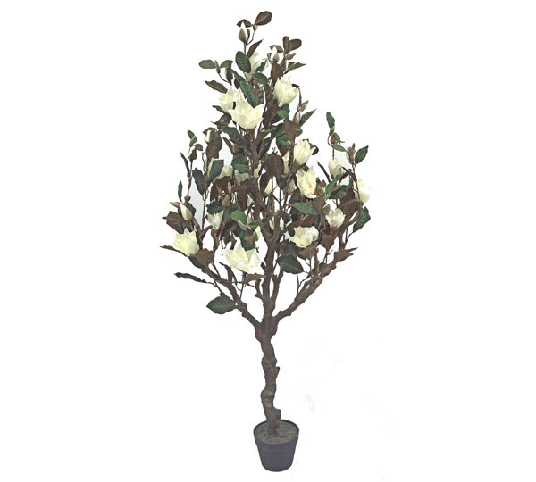 Magnolia Tree - flowering 1.6m