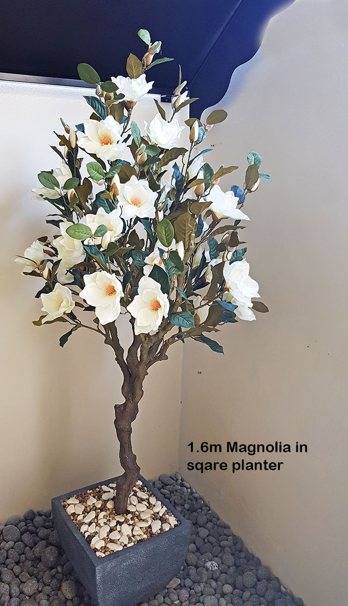 Magnolia Tree - flowering 1.6m