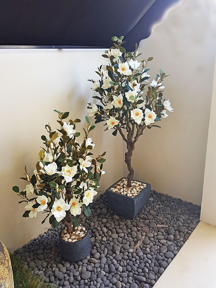Magnolia Tree - flowering 1.6m