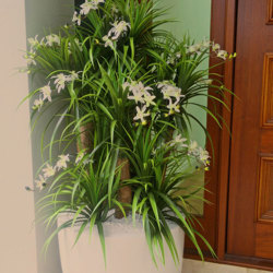 Orchid Trees 1.5m - artificial plants, flowers & trees - image 1