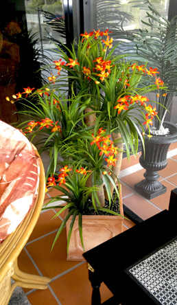 Orchid Trees 1m sml