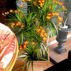 Orchid Trees 1m sml - artificial plants, flowers & trees - image 3