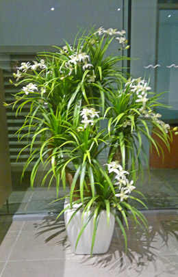 Orchid Trees 1m sml