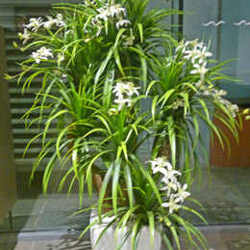 Orchid Trees 1m sml - artificial plants, flowers & trees - image 4