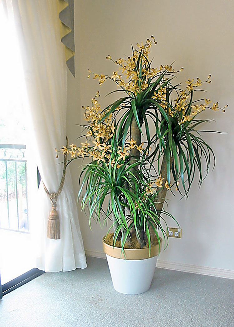 Orchid Trees 1m sml