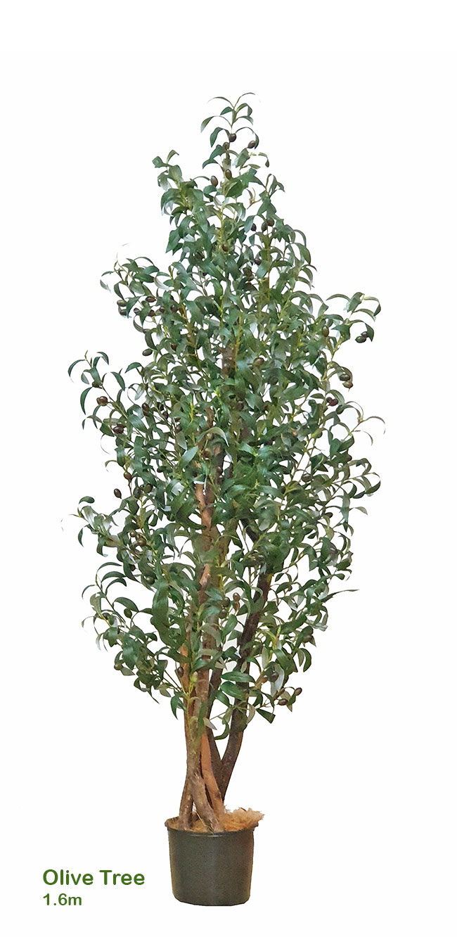 Olive Tree 1.6m