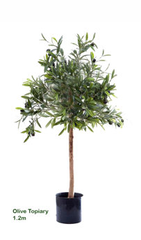 Olive Topiary 1.2m sml