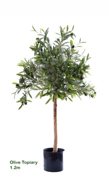 Olive Topiary 1.2m
